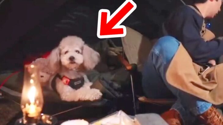 お父さんとキャンプに出かけた犬→普段は温厚なのに…突然ブチギレた『まさかの瞬間』が272万再生「勇敢な姿に感動」「頼もしい相棒」と絶賛(ブログ)