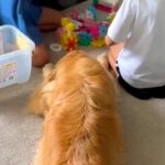 ブロック遊びをしている２人の女の子→大型犬が仲間に入りたそうにしていると…あまりにも『尊すぎる光景』に「ステキな家族」「偉すぎる」と反響(ブログ)