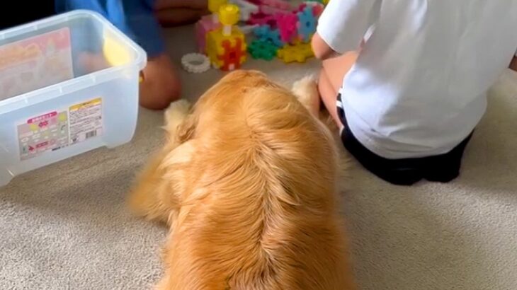 ブロック遊びをしている２人の女の子→大型犬が仲間に入りたそうにしていると…あまりにも『尊すぎる光景』に「ステキな家族」「偉すぎる」と反響(ブログ)