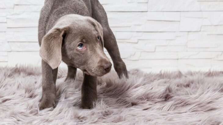 犬が不信感を抱いてしまう『NG行為』5選　愛犬との信頼関係が崩壊する飼い主の行動とは？(ブログ)