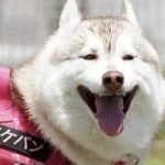 満面の笑みを浮かべるハスキー犬→実はお腹が…もはや笑うしかない『絶望的すぎる光景』に5万いいね集まる「吹いたｗ」「いい笑顔で草」と爆笑(ブログ)