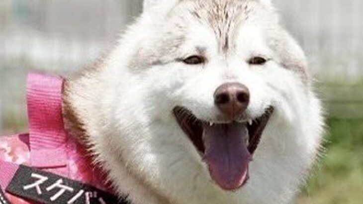 満面の笑みを浮かべるハスキー犬→実はお腹が…もはや笑うしかない『絶望的すぎる光景』に5万いいね集まる「吹いたｗ」「いい笑顔で草」と爆笑(ブログ)