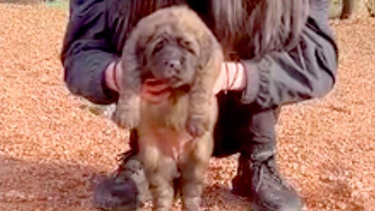 生後1ヶ月の小さな赤ちゃん犬…３年後→想像の遥か上をいく『超巨大化した衝撃のビフォーアフター』が37万再生「こんな大きくなるの！？」(ブログ)