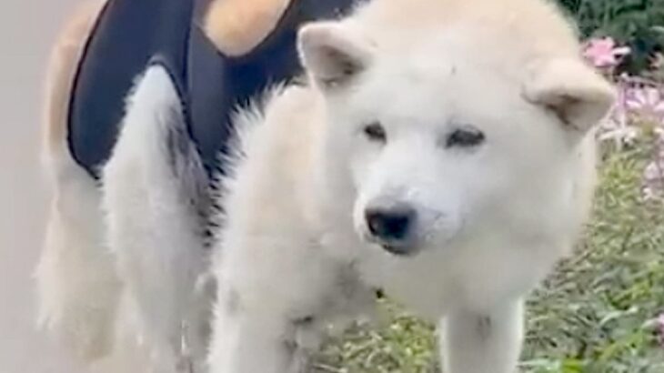 老犬のシャンプーをした後、お手入れをするため『物干し竿に吊るした』結果…完全に洗濯物と化す光景が76万再生「無抵抗ｗｗ」「心地よさそう」(ブログ)