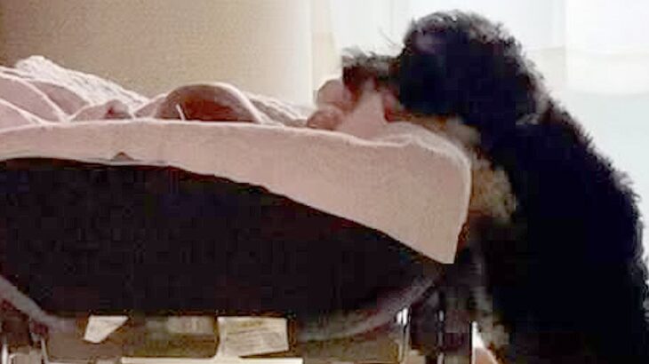 『ちゃんと寝てるかな？』１人で眠っている赤ちゃん→近くにいた犬が…もはやベビーシッターな行動が104万再生「確認可愛すぎ」「頼もしい」(ブログ)
