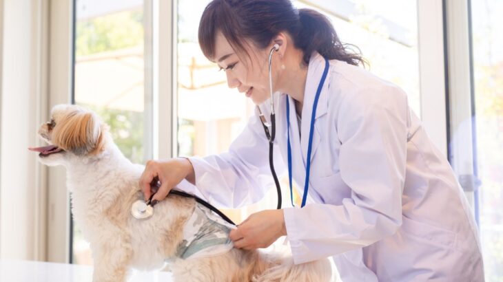 犬が『消化不良』を引き起こす食べ物5選　消化に悪い食材を食べてしまったときの適切な対処法まで(ブログ)