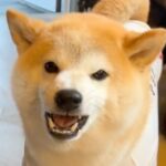 『散歩行くよ』と呼んでも来ない犬→まるで子供のように…解決するための『まさかの方法』が136万再生「反抗期？ｗ」「賢いが故の行動」と爆笑(ブログ)