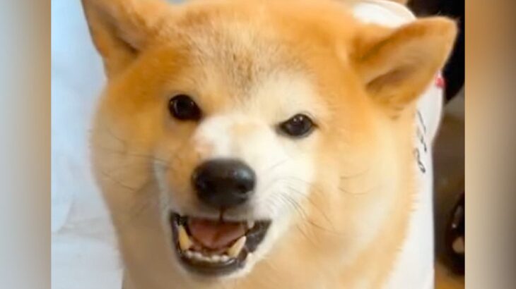 『散歩行くよ』と呼んでも来ない犬→まるで子供のように…解決するための『まさかの方法』が136万再生「反抗期？ｗ」「賢いが故の行動」と爆笑(ブログ)