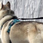 『滝とハスキー犬の写真』を撮った結果…思っていたのと違う『奇跡の一枚』に6万9000いいね「めちゃ笑った」「勢いえげつなくて草」と爆笑(ブログ)