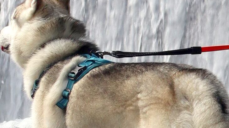 『滝とハスキー犬の写真』を撮った結果…思っていたのと違う『奇跡の一枚』に6万9000いいね「めちゃ笑った」「勢いえげつなくて草」と爆笑(ブログ)