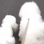 大親友になった『近所の犬』→会えない日は異常に落ち込んで…思った以上な『尊すぎる光景』が139万表示「ウルッときた」「綿あめがふたつ」(ブログ)