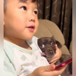 男の子が『ママに叱られてしまった犬』をかばった結果…手慣れ過ぎている『大人のような対応』が99万再生「守られてる感ｗ」「父親の貫禄で草」(ブログ)