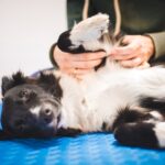 犬が大喜びする『マッサージの仕方』5選　触ってあげるときに飼い主が意識すべきこととは？(ブログ)