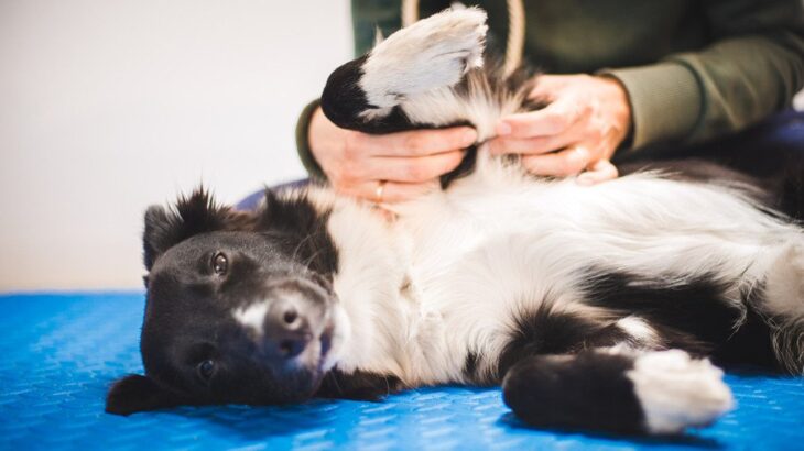 犬が大喜びする『マッサージの仕方』5選　触ってあげるときに飼い主が意識すべきこととは？(ブログ)