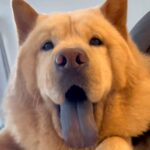 ニコニコ笑顔の大型犬→足に水をかけてしまったら、ブチギレて…別犬かと思うほどの『表情の変化』が26万再生「眉間のシワｗ」「たまらん」(ブログ)