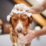 犬に『人間用シャンプー』を使うのは危険？絶対NGな理由や起こりうるトラブルとは(ブログ)