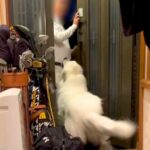 超大型犬に愛されすぎたおじいちゃん→家に帰ってきた途端…あまりにも重い『おかえりなさい』が78万再生「もはや襲撃ｗ」「羨ましい」と絶賛(ブログ)