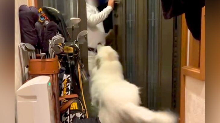 超大型犬に愛されすぎたおじいちゃん→家に帰ってきた途端…あまりにも重い『おかえりなさい』が78万再生「もはや襲撃ｗ」「羨ましい」と絶賛(ブログ)