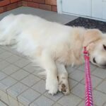 お出かけのため車に大型犬を乗せようとしたら→なぜか嫌がってしまい…まるで子供のような『必死すぎる抵抗』に反響「大変だけど可愛いｗ」(ブログ)