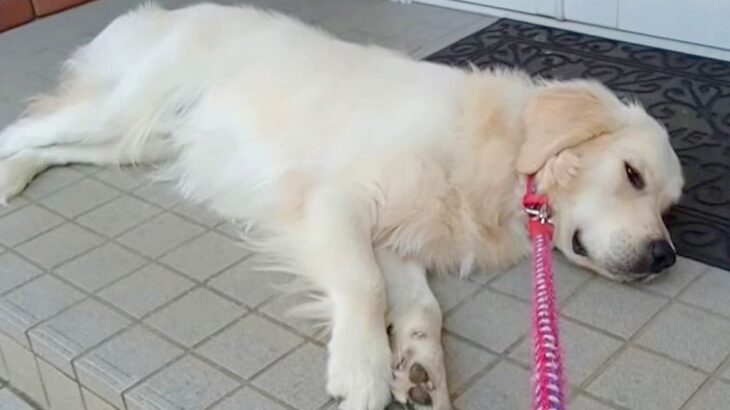 お出かけのため車に大型犬を乗せようとしたら→なぜか嫌がってしまい…まるで子供のような『必死すぎる抵抗』に反響「大変だけど可愛いｗ」(ブログ)