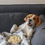 犬がリラックスできる『楽な姿勢』4選　安心してくつろいでもらうためにできることはあるの？(ブログ)