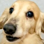犬の皮膚に『黒いもの』を発見→心配になったので病院で診察したら…医者に告げられた『まさかの診断結果』に反響「一安心ｗ」「ドライブで草」(ブログ)