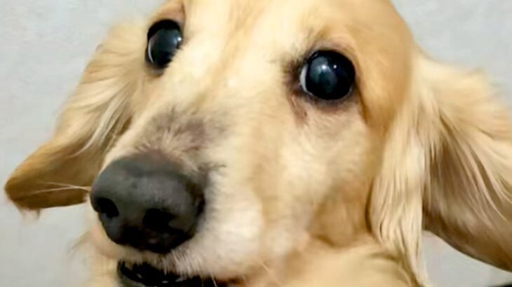 犬の皮膚に『黒いもの』を発見→心配になったので病院で診察したら…医者に告げられた『まさかの診断結果』に反響「一安心ｗ」「ドライブで草」(ブログ)