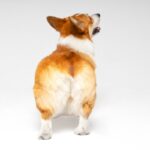 犬の『お尻』からわかる心理5選　注意が必要な行動とは？いつもと違う場合は病院へ(ブログ)