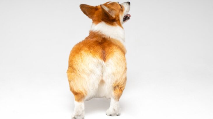犬の『お尻』からわかる心理5選　注意が必要な行動とは？いつもと違う場合は病院へ(ブログ)