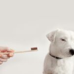 犬が『歯磨きを拒否』する4つの原因　慣れてもらうための秘訣やケアの必要性を解説(ブログ)