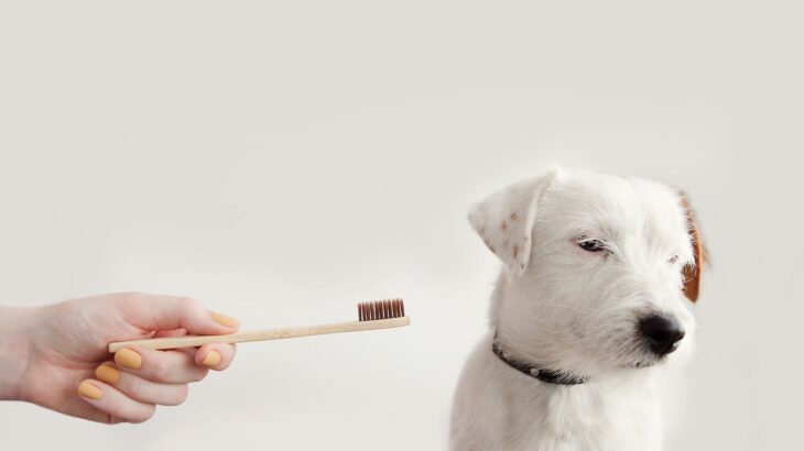 犬が『歯磨きを拒否』する4つの原因　慣れてもらうための秘訣やケアの必要性を解説(ブログ)