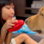 向かい合って遊ぶ『6歳の女の子と大型犬』→仲良しすぎて…もはや『本物の兄妹』のような光景に反響「信頼しあってるの分かる」「優しい」(ブログ)