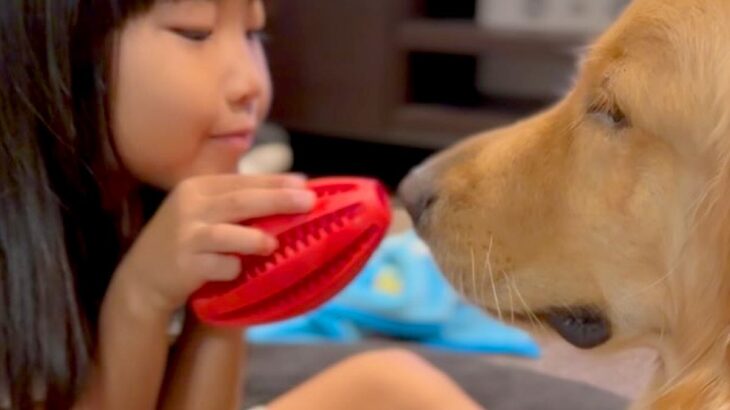 向かい合って遊ぶ『6歳の女の子と大型犬』→仲良しすぎて…もはや『本物の兄妹』のような光景に反響「信頼しあってるの分かる」「優しい」(ブログ)