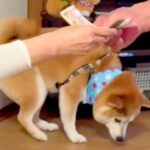 目の前で『犬に掛かるお金の話』をした結果…まるで人間のような『まさかの反応』が33万再生「事情理解してそうで草」「困り眉ｗ」と爆笑続々(ブログ)
