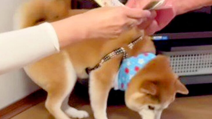 目の前で『犬に掛かるお金の話』をした結果…まるで人間のような『まさかの反応』が33万再生「事情理解してそうで草」「困り眉ｗ」と爆笑続々(ブログ)