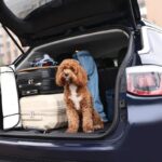 愛犬との旅行中に『飼い主が守るべきマナー』3つ　どんなことに気を付けたらいい？必要な準備まで(ブログ)