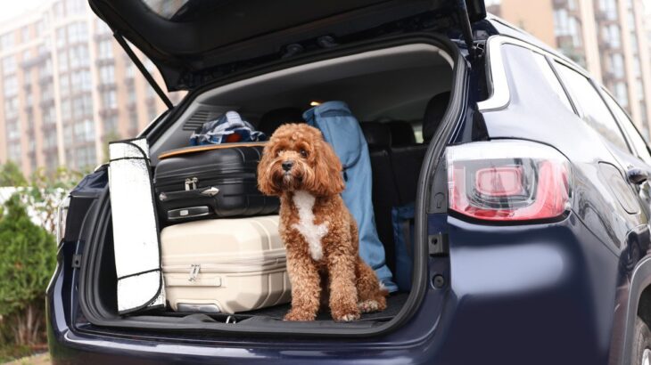 愛犬との旅行中に『飼い主が守るべきマナー』3つ　どんなことに気を付けたらいい？必要な準備まで(ブログ)