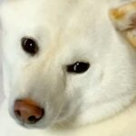 『5年間、柴犬と暮らして分かったこと』お迎え前にイメージしていたことが…ことごとく裏切られる記録に88万再生の反響「ニヤけた」「最高」(ブログ)