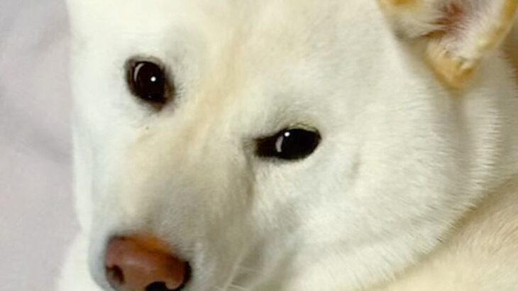 『5年間、柴犬と暮らして分かったこと』お迎え前にイメージしていたことが…ことごとく裏切られる記録に88万再生の反響「ニヤけた」「最高」(ブログ)