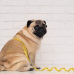 犬が『肥満』になる飼い主のタブー行為4選　太りすぎが危険な理由や対策まで(ブログ)