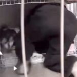 酔っ払って帰宅した結果→犬に『ダル絡み』し始め…まさかの『大迷惑をかける光景』に23万いいね「泥酔で草」「どこで寝てんねんｗ」と爆笑(ブログ)
