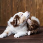 SNS広告に要注意！犬の『アトピービジネス』に潜む落とし穴とは【獣医が解説】(ブログ)