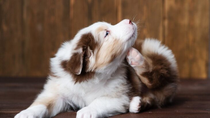 SNS広告に要注意！犬の『アトピービジネス』に潜む落とし穴とは【獣医が解説】(ブログ)