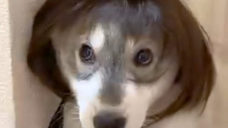 カツラを被る赤ちゃん犬→8ヶ月後にもう一度被せてみたら…爆笑の『ビフォーアフター』に反響「M字バングできてるｗ」「似合ってて草」(ブログ)