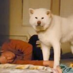 布団で寝るお父さん→秋田犬も一緒に寝るのかと思いきや…まさかの『睡眠を妨害しまくる姿』に爆笑「見てるだけで癒やされる」「賢いｗ」(ブログ)