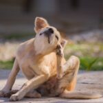 犬の体に『ノミ』を見つけたときのNG行為２つ　飼い主が取るべき対応から正しい対策まで(ブログ)