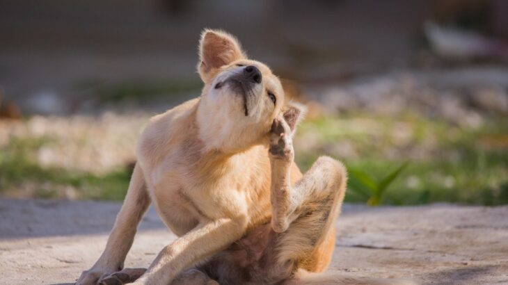 犬の体に『ノミ』を見つけたときのNG行為２つ　飼い主が取るべき対応から正しい対策まで(ブログ)