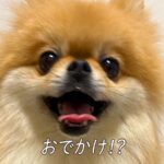 お出かけに大喜びしていた犬→帰宅すると…思っていたのと違う『まさかの展開と表情』に7万いいね「感情の落差に笑った」「しょんぼり可愛い」(ブログ)