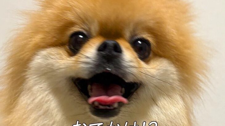 お出かけに大喜びしていた犬→帰宅すると…思っていたのと違う『まさかの展開と表情』に7万いいね「感情の落差に笑った」「しょんぼり可愛い」(ブログ)