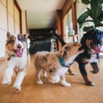 犬が家の中で『大騒ぎする』4つの理由　考えられる原因から落ち着かせるための対処法まで(ブログ)